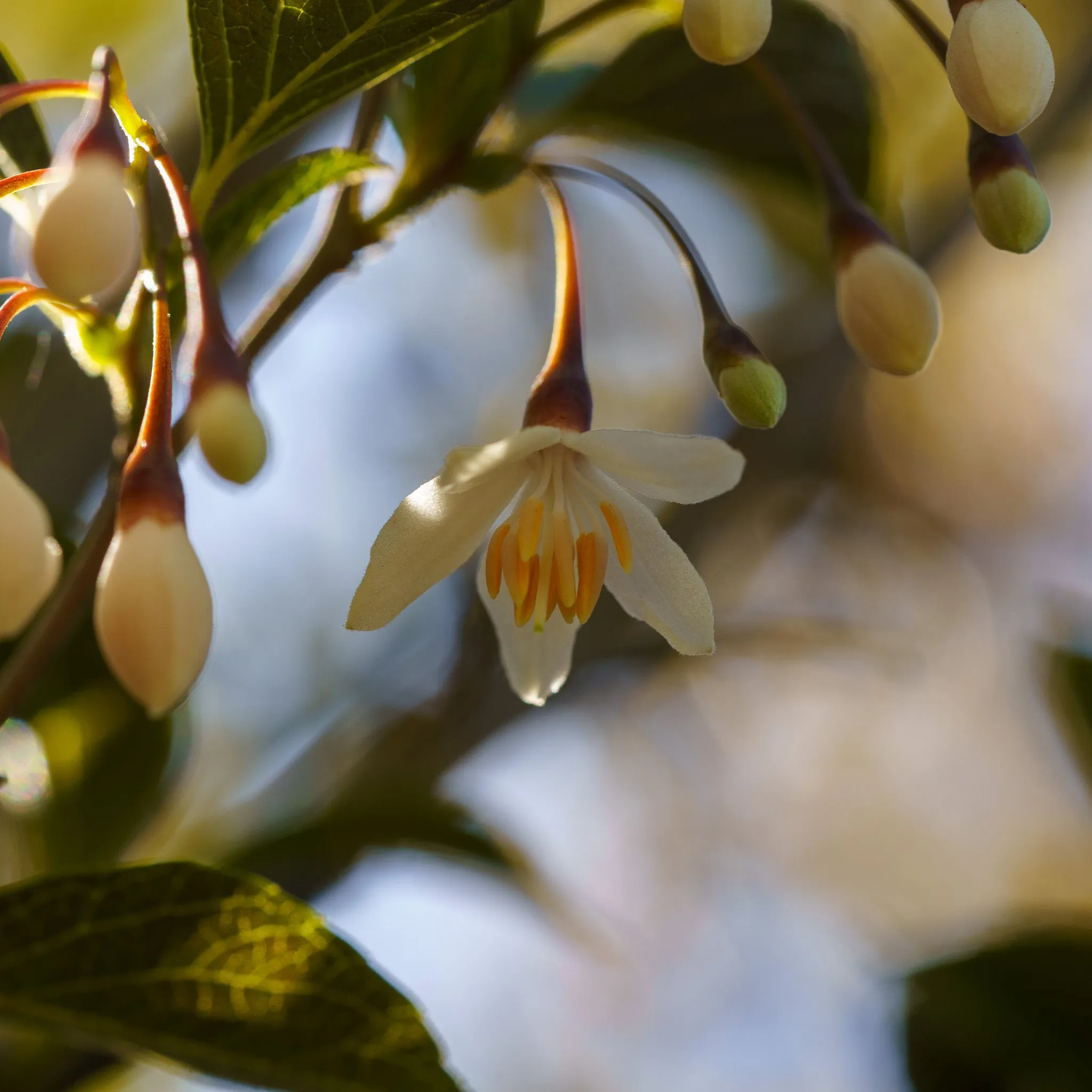 Japanese Snowbell