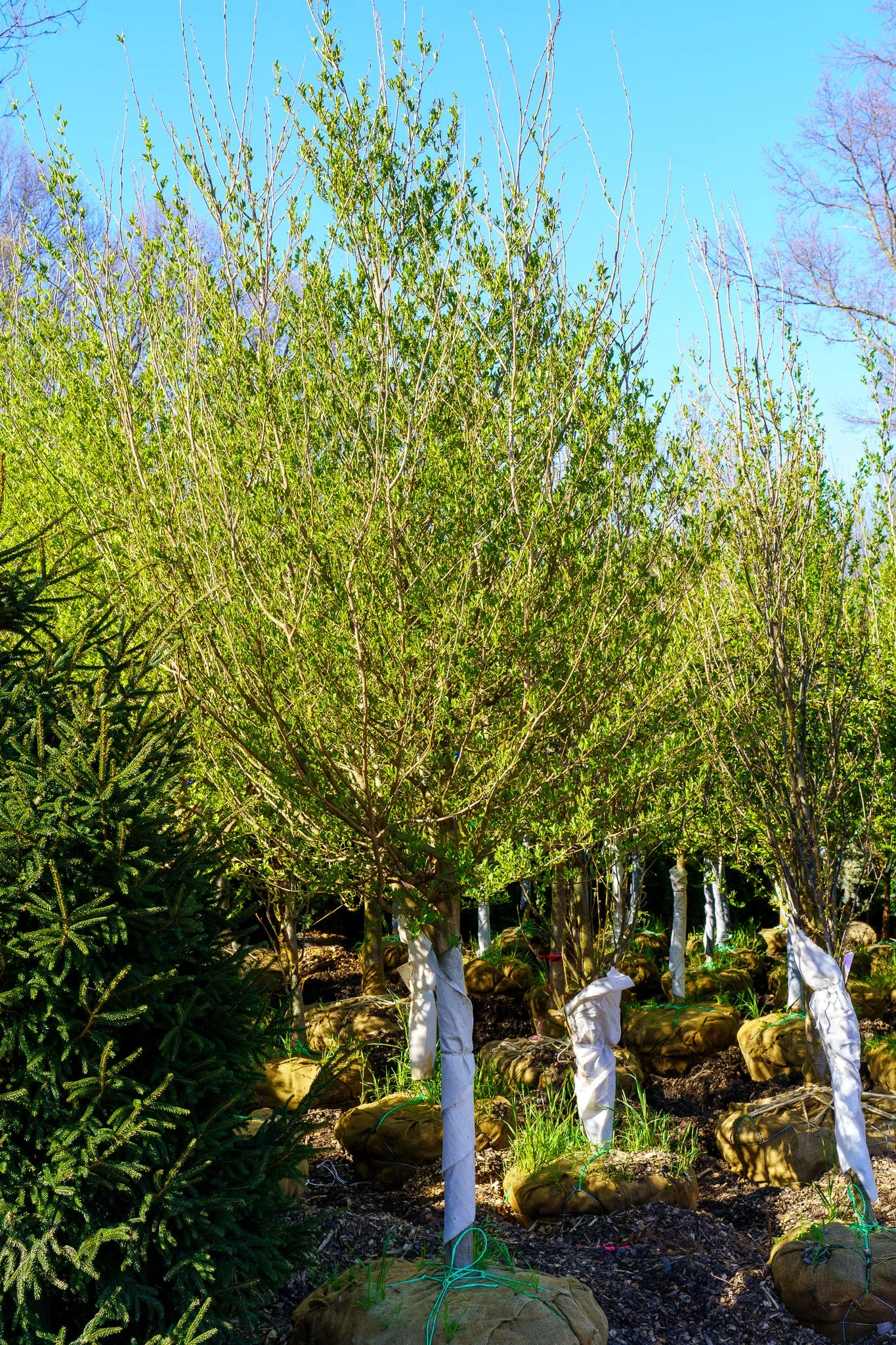 Japanese Snowbell