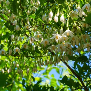 Japanese Snowbell