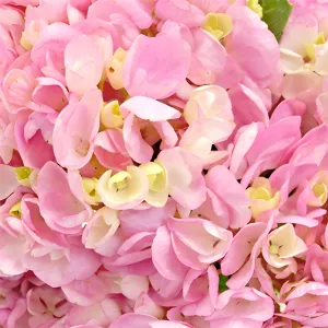 Pink Blossom Hydrangea Flower