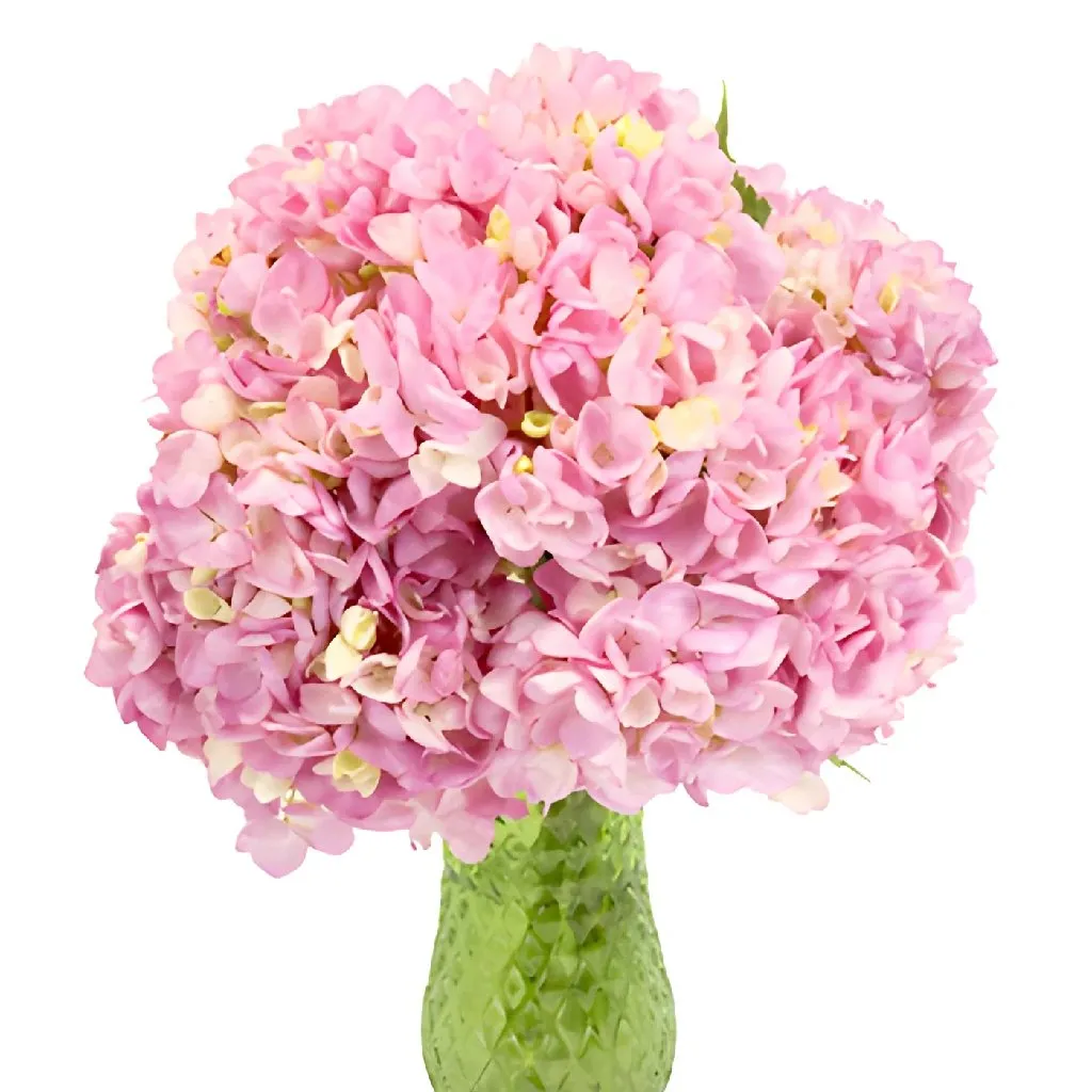 Pink Blossom Hydrangea Flower