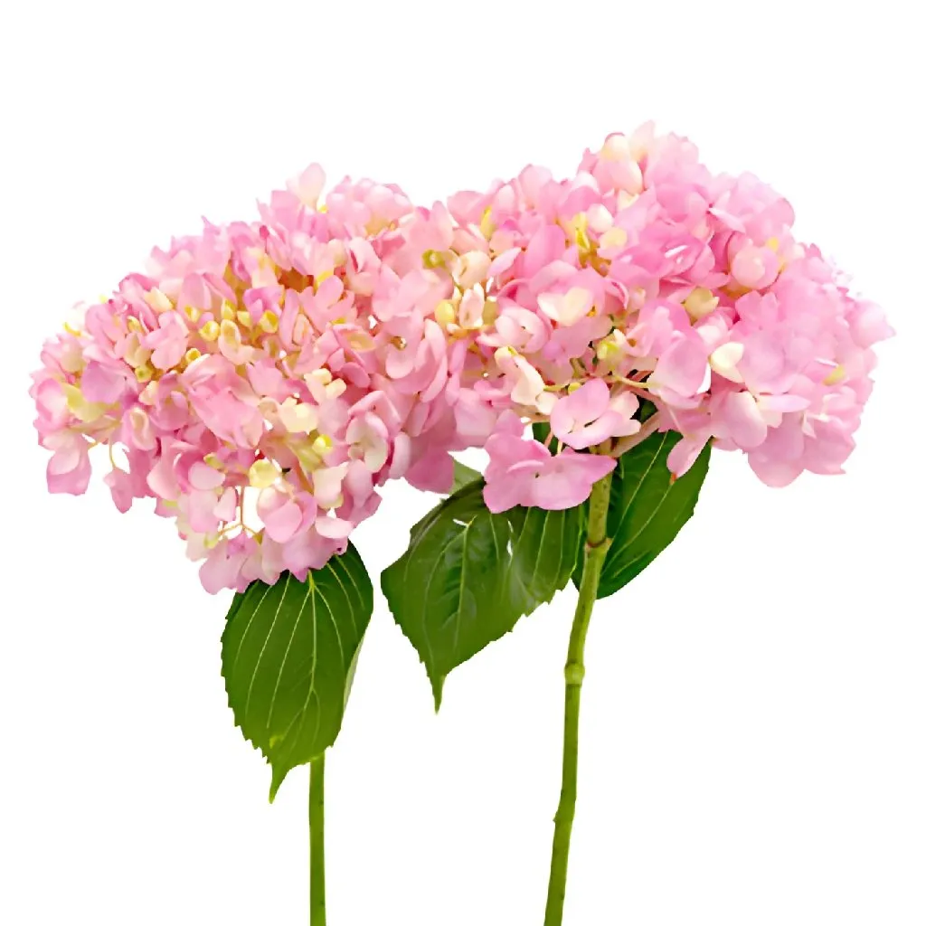 Pink Blossom Hydrangea Flower