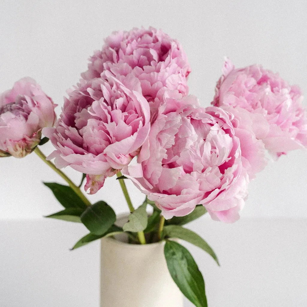 Pink Peonies for January Delivery