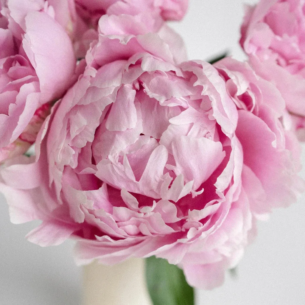 Pink Peonies for January Delivery