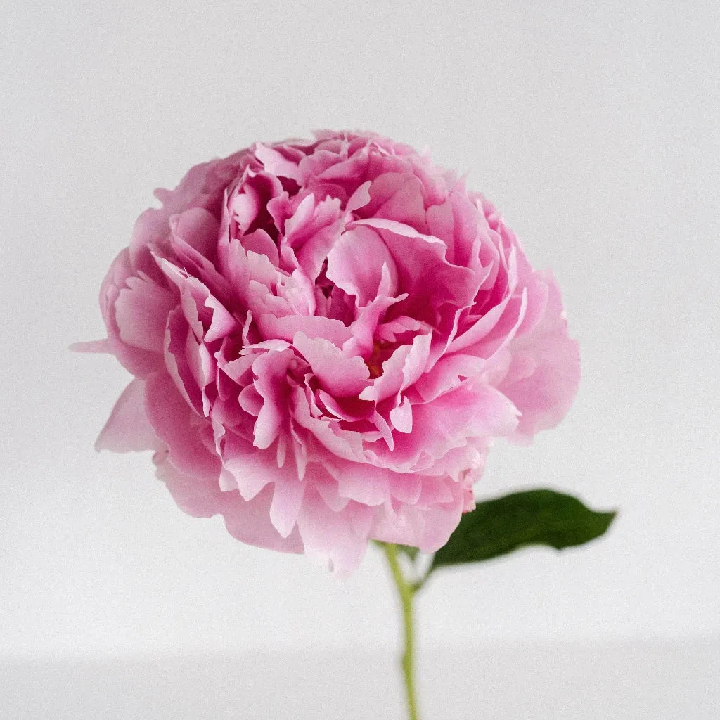 Pink Peonies for January Delivery