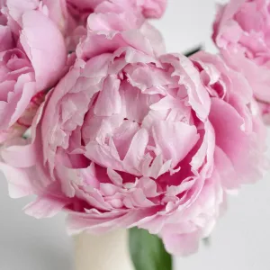Pink Peonies for January Delivery