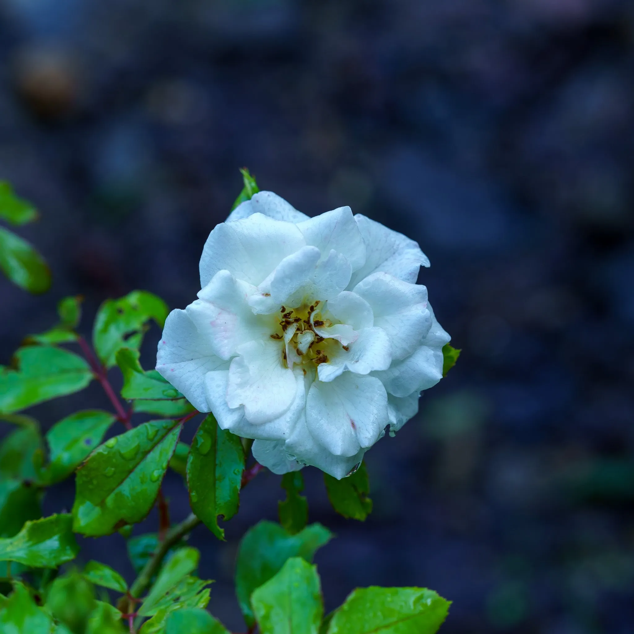 White Drift Rose